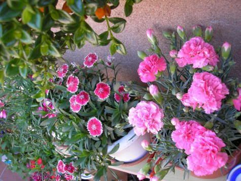 como-obtener-flores-1.jpg picture by charyto10