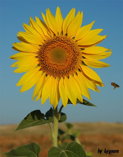 girasol56.jpg picture by charyto10