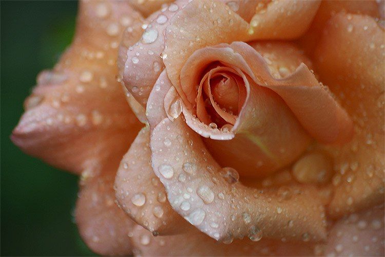 gotas-en-rosa.jpg picture by charyto10