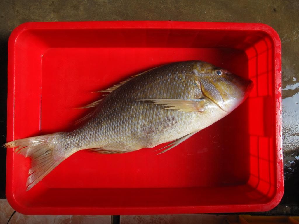 Mắt cá ngừ, cá hồng, cá bè, cá gáy, cá bớp...giao hàng toàn quốc.