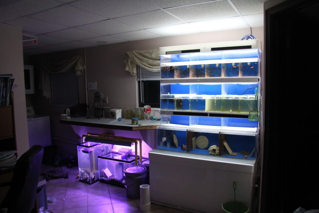 IMG 3425 - Flynns Breeding System