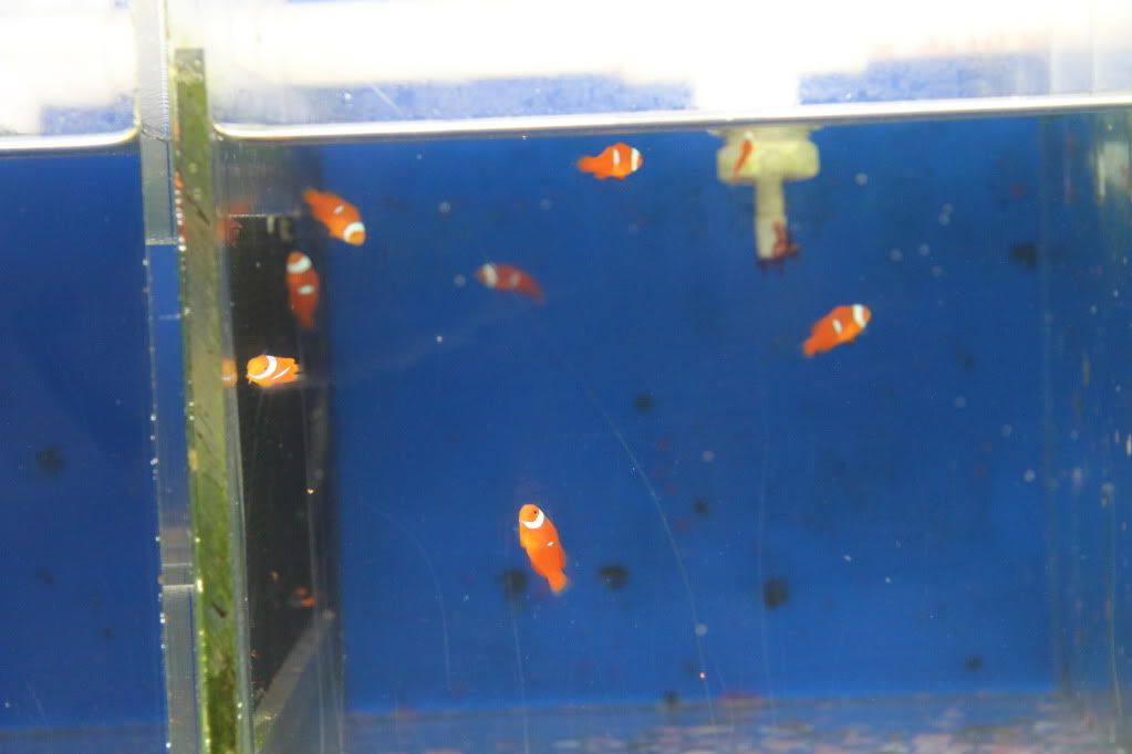 IMG 3429 - Flynns Breeding System