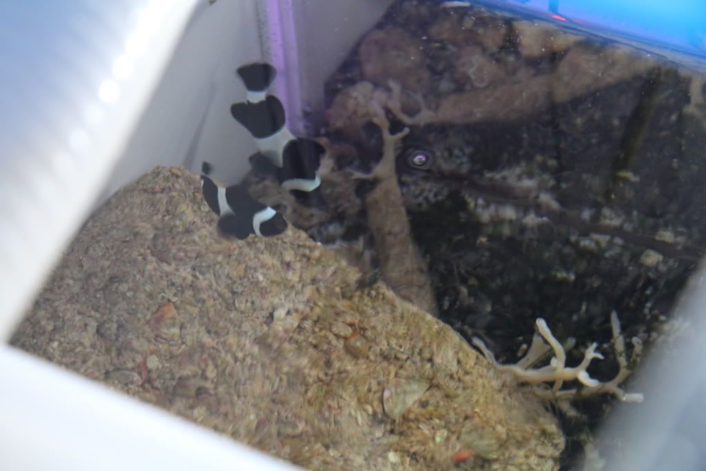 IMG 3435 - Flynns Breeding System