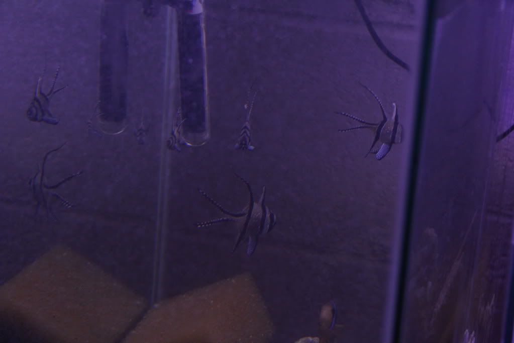 IMG 3436 - Flynns Breeding System