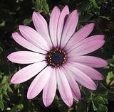 African Daisy/Osteospermum