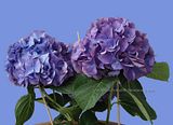 Hydrangeas/Hortensia