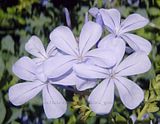 Plumbago auriculata/Cape Leadwort