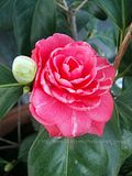 Camellia