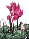 Cyclamens