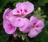 Geraniums/Cranesbills