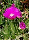 Ice plant/Carpobrotus edulis/Hottentot Fig