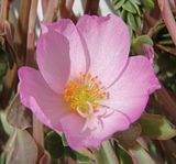 Pink Portulaca