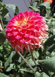 Dahlia-Dahlia'Red Balloon'