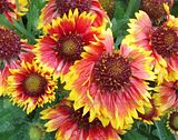 Gaillardia aristata/common gaillardia/common blanketflower