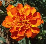 Marigold/African Marigold/Tagetes