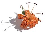 Lilium lancifolium/Tiger Lily