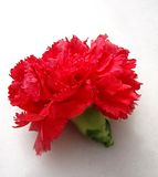 Carnation/Dianthus