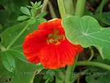 Garden Nasturtium/Tropaeolum majus/Indian Cress