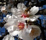 Almond blossoms