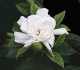 Gardenia