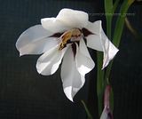 Acidanthera callianthus/peacock orchid/Sword Lily