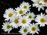 Daisies/Asteraceae