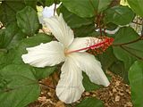 Hibiscus