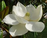 Magnolia