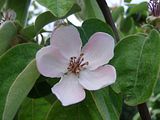 Quince Blossom