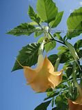 Brugmansia/Angel's Trumpets