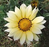 Gazania