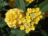 Lantana/shrub verbenas