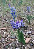 Bellevalia/Hyacinthaceae