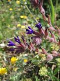 Anchusa officinalis/Common Bugloss/Alkanet