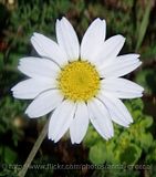 White Wild Daisy /Anthemis tinctoria