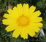 Crown daisy/Glebionis coronaria