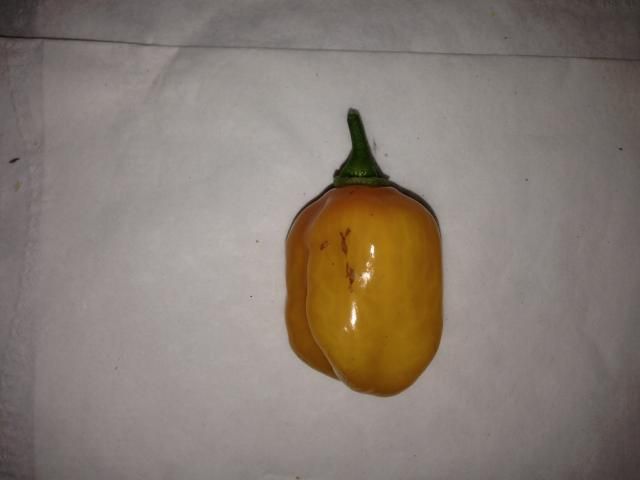 Orange Scotch Bonnet photo OrangeScotchBonnet.jpg