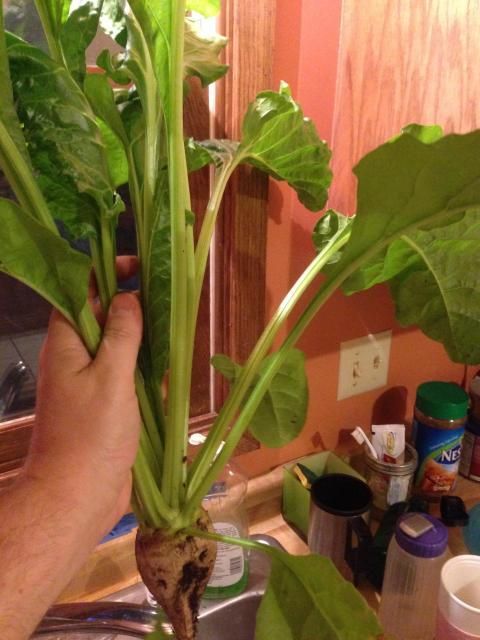 photo Root2.jpg