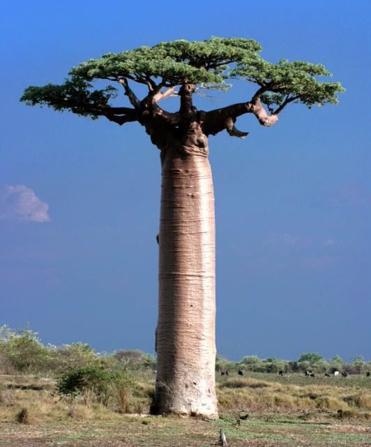 Adansonia_Grandidieri_Baobab_Morond.jpg