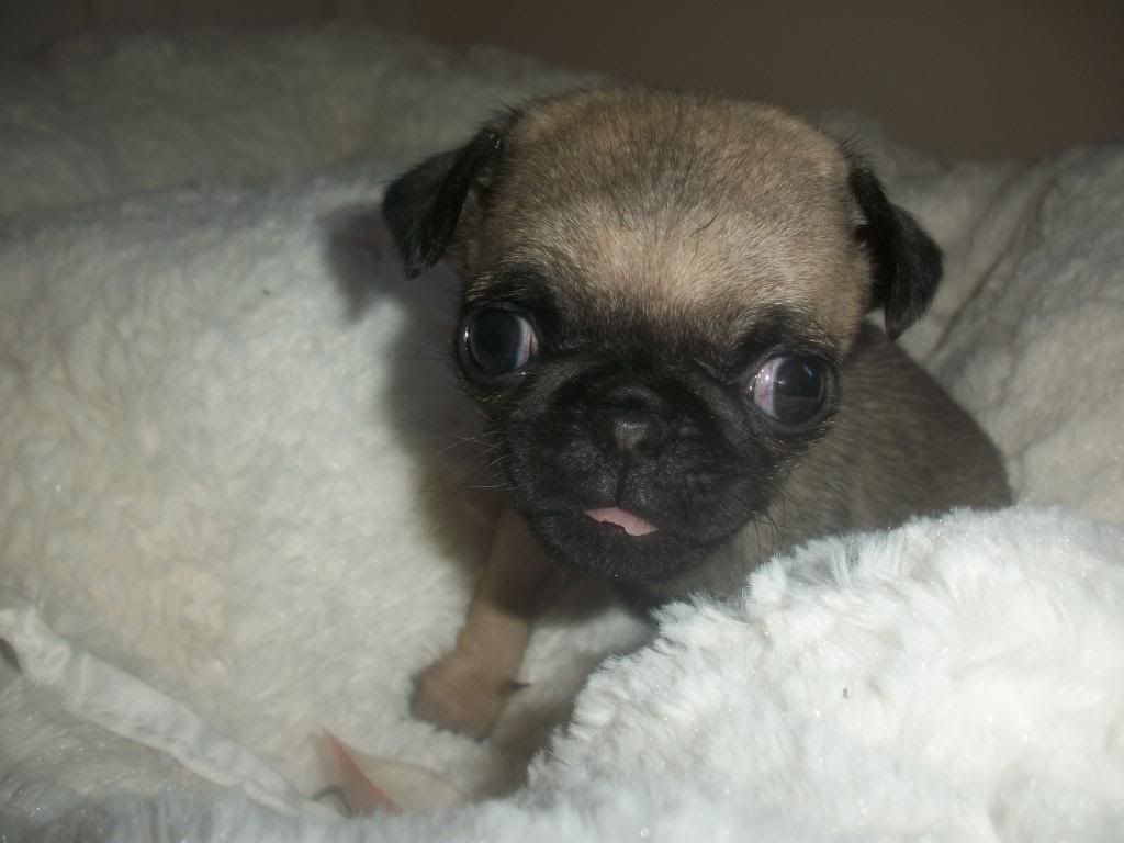 7 week old puppy...something isn't right