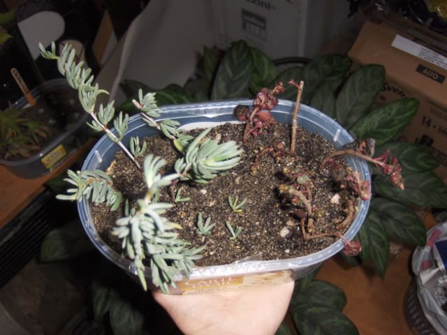 Sedumspuriumcoccineumelampranthus.jpg