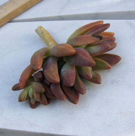 pachysedum.jpg