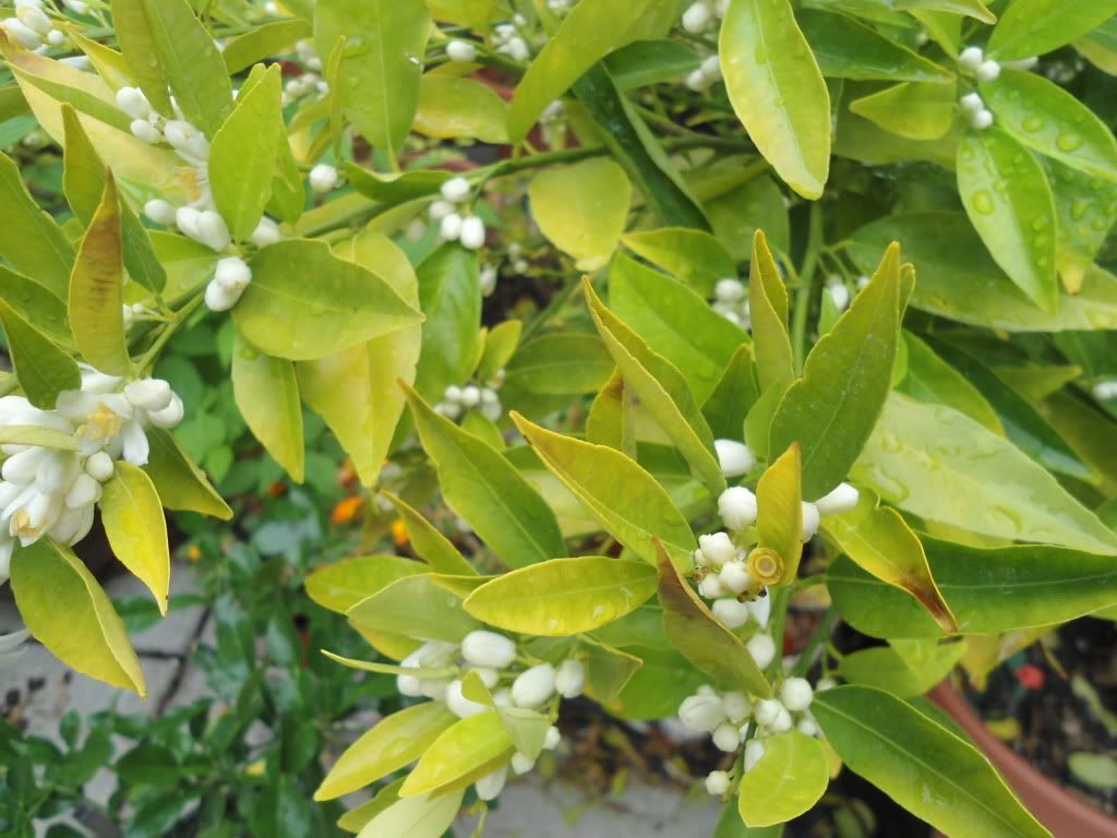 Need experts to help with Yellow Leaves (pics attached)