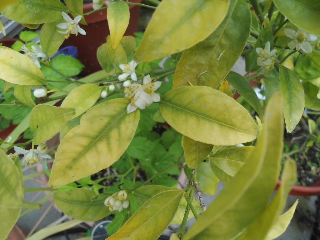 Need experts to help with Yellow Leaves (pics attached)