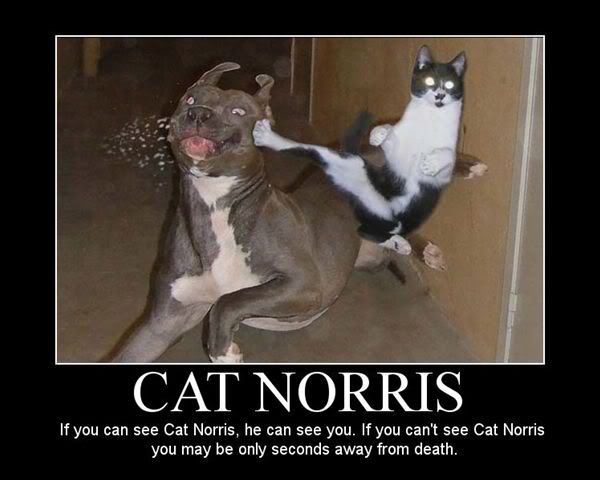 Cat_Norris.jpg