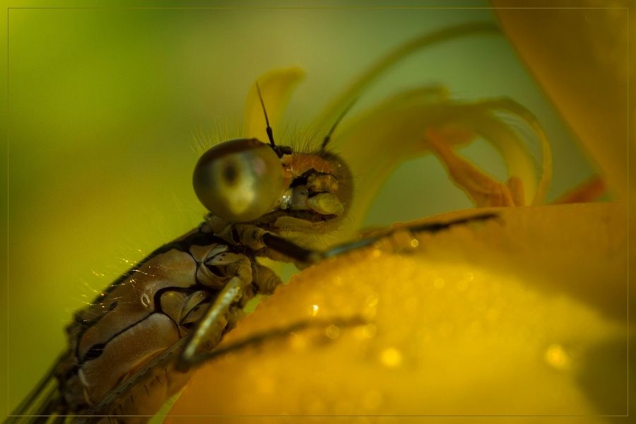 Fotografie