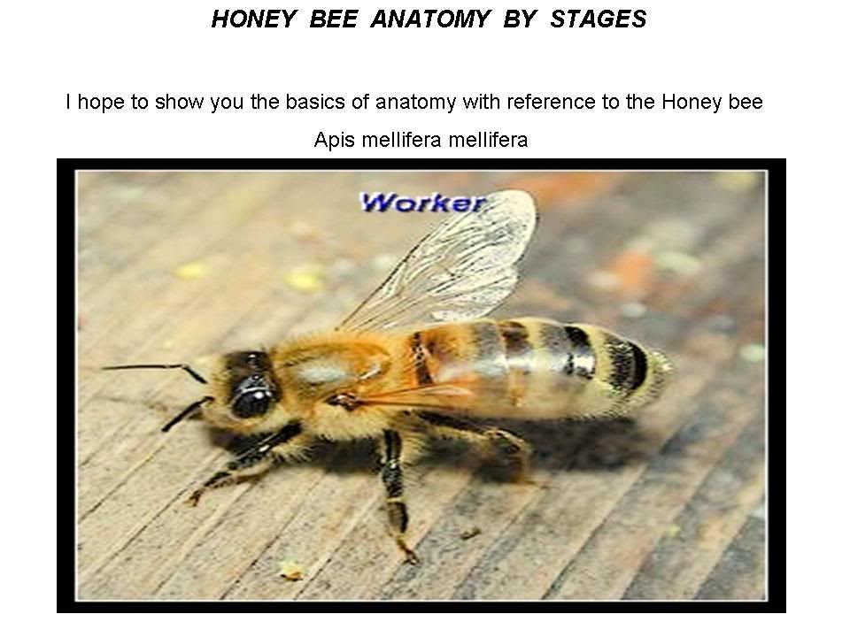 Anatomy Bee