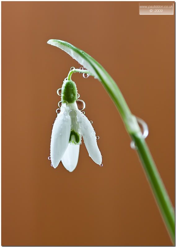 800snowdrop1.jpg