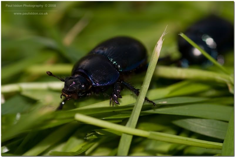 beetle0002.jpg