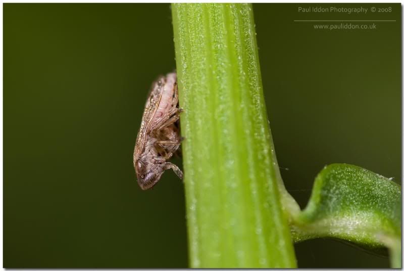 leafhopper.jpg